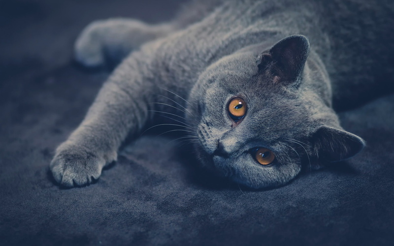 Shorthair, British, Look, Cat, 1080P