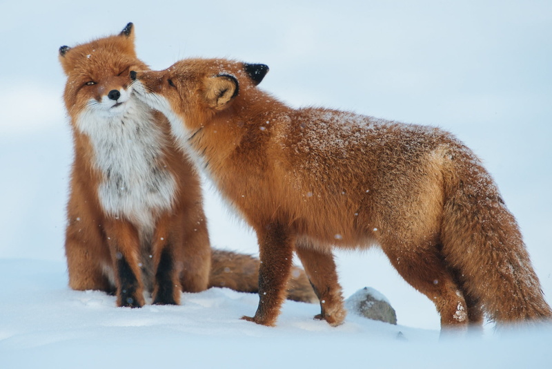 outdoors, one Animal, looking, animal themes, couple, vertebrate, foxes, animal, 1080P, animal family, fur, winter, care, animals In The Wild, young animal