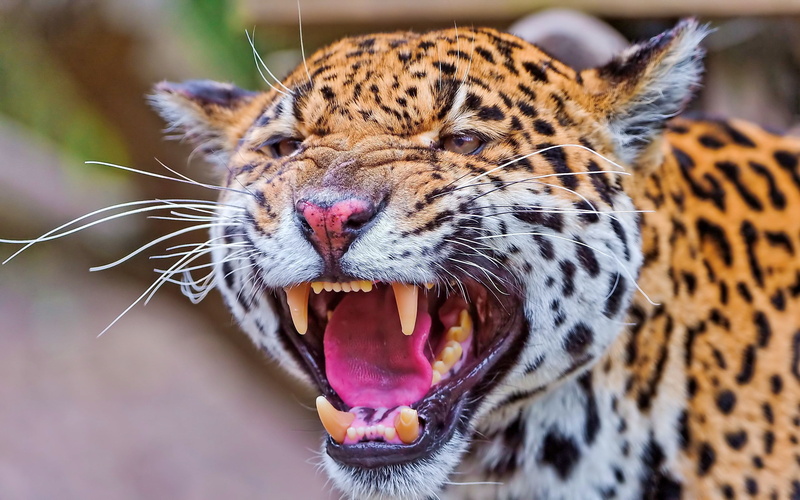 roaring, jaguar, spotted, endangered Species, cat, animal wildlife, safari Animals, face, animal Head, outdoors, snarling, cheetah, animals In The Wild