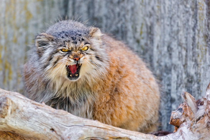 manul, muzzle, 2K, cat, aggression