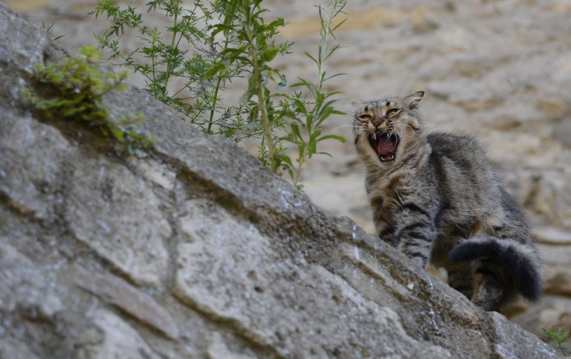 aggressive, cat, 1080P