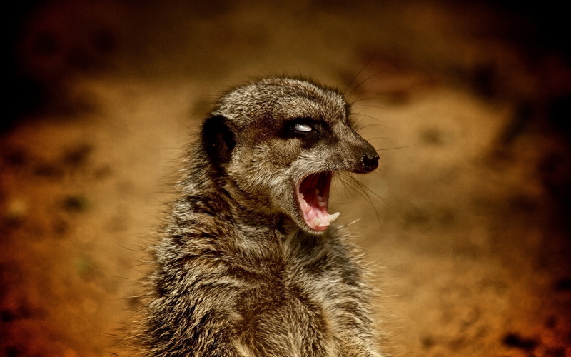 boss, 1080P, aggressive, meerkat