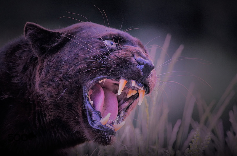 black panther, wild, cat, 1080P, aggressive, panther, nature