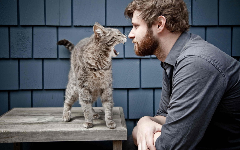 caucasian Ethnicity, dog, mammal, looking, cat, indoors, young men, cute, pets, love, domestic Cat, haired, people, adult, beard, sitting, 2K, beautiful