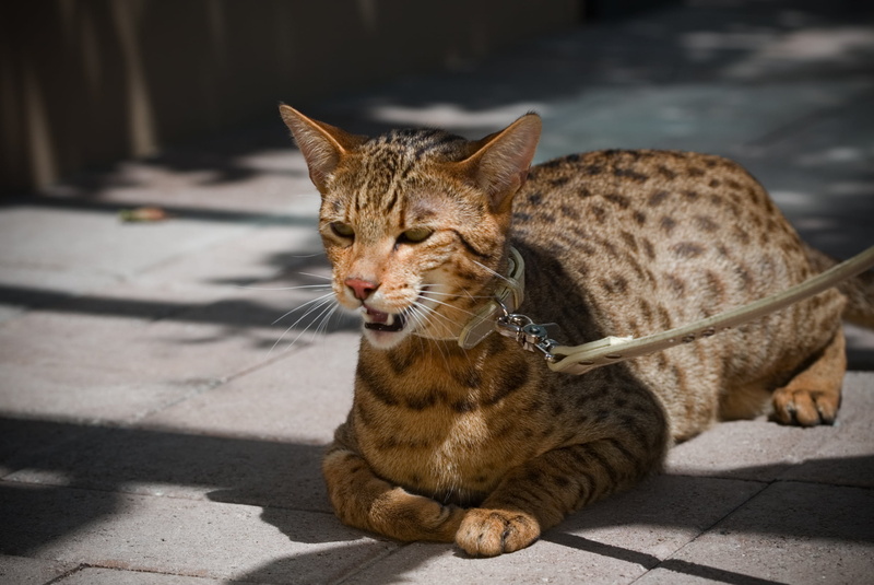 young Animal, kitten, stray Animal, looking away, footpath, fur, no people, ginger cat, whisker, small, animal themes, undomesticated Cat, 1080P, striped