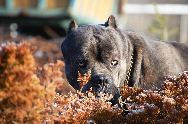 relaxation, puppy, collar, mammal, domestic, cane corso, close-up, dog, aggression, outdoors, nature, one Animal, no people, 1080P, cane, pets, young Animal