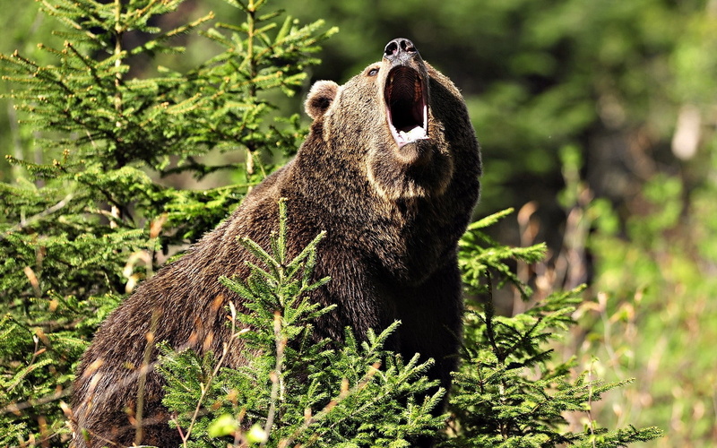 animal themes, black, mammal, endangered Species, one Animal, animal wildlife, brown Bear, mouth, land, forest, wilderness Area, vertebrate, wildlife, looking
