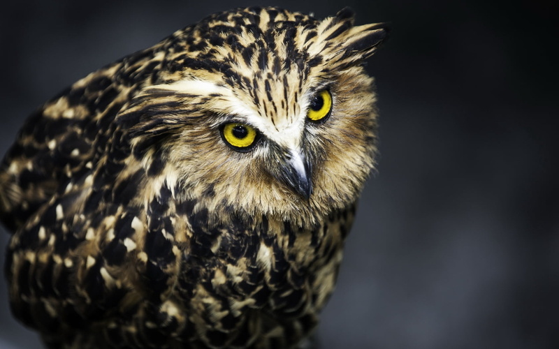 feathers, falcon - bird, bird, close-up, black, beak, black Color, animal, feather, 720P, brown, vertebrate, animal Head, animal Eye, no People, bird of Prey