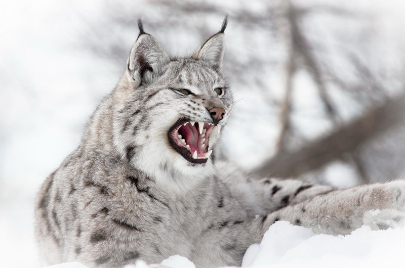predator, 2K, aggression, lynx, snow