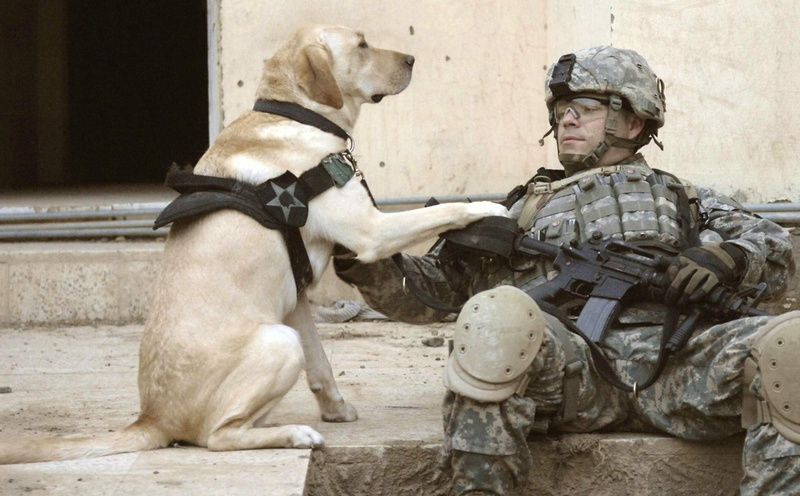 military, x, 1080P, art, hd, animals, soldiers, army, dogs