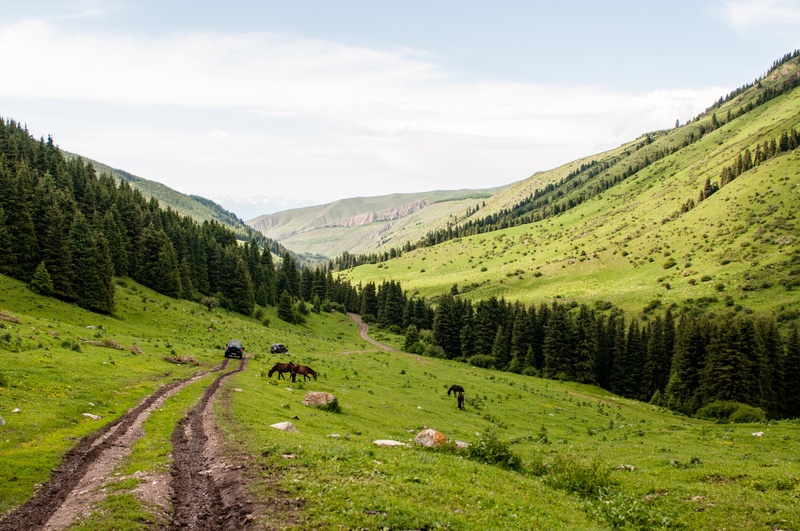 slopes, mammal, sky, blue sky, scenics, outdoors, animal, landscape, 4K, cattle, domestic, scenics - nature, grass, summer, efi, greens, green color, horses
