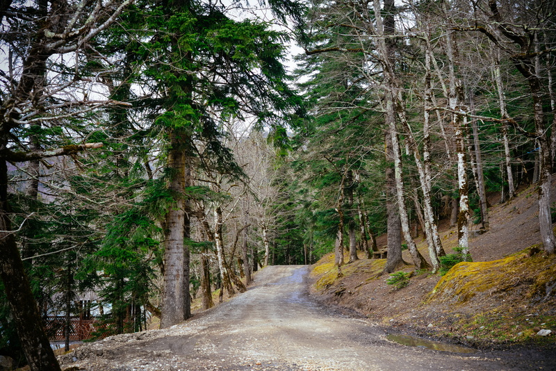 long, tranquility, plant, autumn, road, trunk, transportation, needles, footpath, growth, 5K, fog, scenics - nature, outdoors, efi, mountains, tree, forests