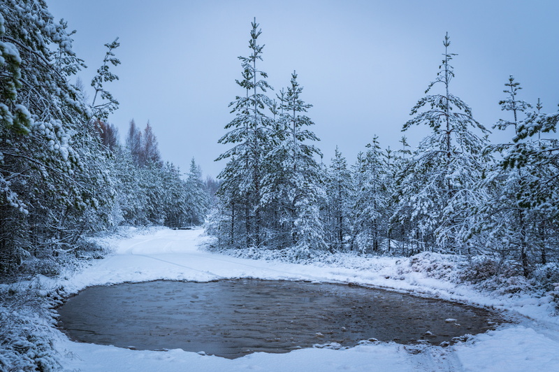 tree, environment, puddle, efi, landscape, snowing, pine tree, land, nature, coniferous tree, cold temperature, body, 5K, sky, winter, plant, no people