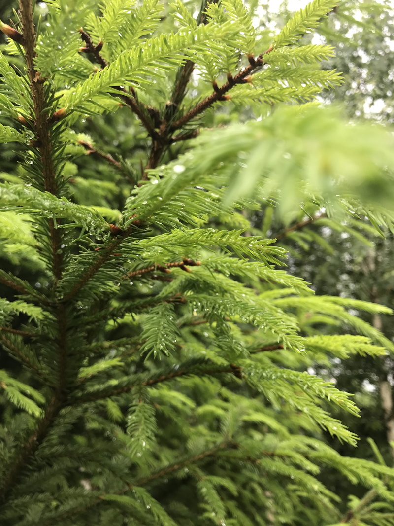 conifer, handsomely, summer, pine, greens, pine tree, beauty in nature, branch, plant part, christmas tree, leaf, close-up, tranquility, growth, needles