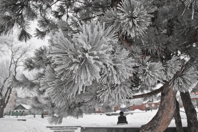 growth, frozen, plant, day, trees, russia, white color, beauty in nature, nature, cold, incidental people, land, snow, frost, spruce, park, trunk, taganrog