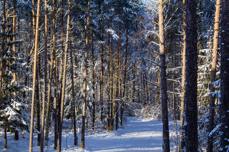 scenics, tree, no people, landscape, pine, scenics - nature, winter landscape, cold - Temperature, environment, snow, under the snow, day, frost, land
