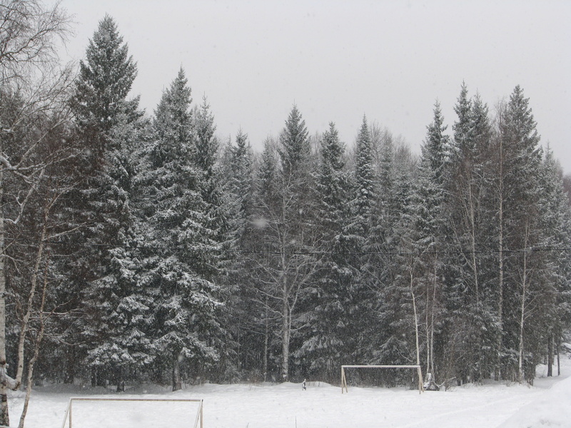beauty in nature, pine tree, the trunks of the trees, gate, the beginning of spring, snow, no people, land, plant, field, beautiful, coniferous tree, efi