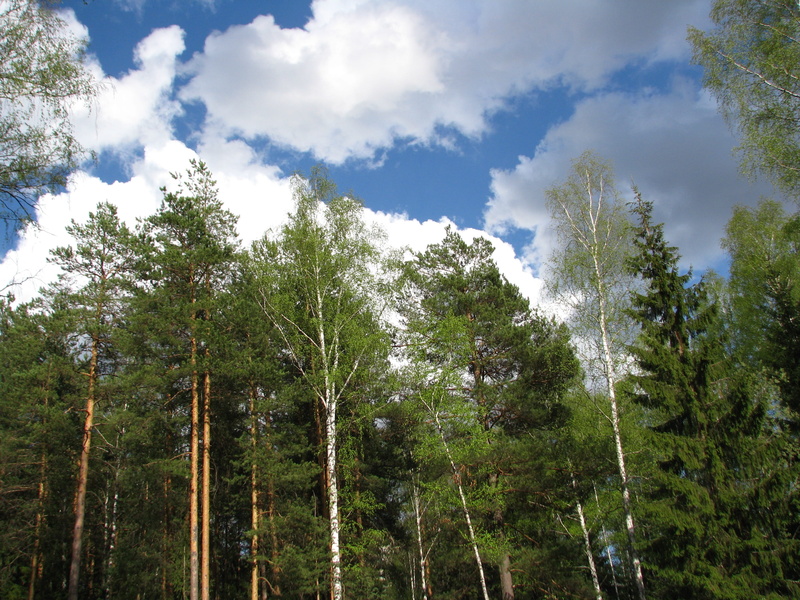 no people, sky, scenics - nature, outdoors, day, green color, beauty in nature, pine woodland, clouds, idyllic, heights, trees, non-urban scene, sun, woodland