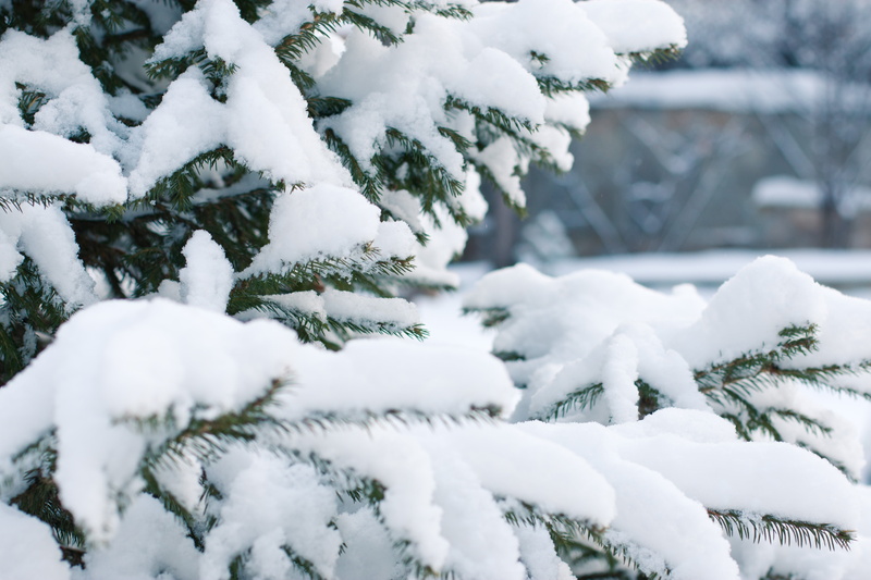 green, in the snow, under the snow, close-up, snowdrift, tree, 5K, branch, no people, white color, frost, nature, extreme weather, cold temperature, snowflake