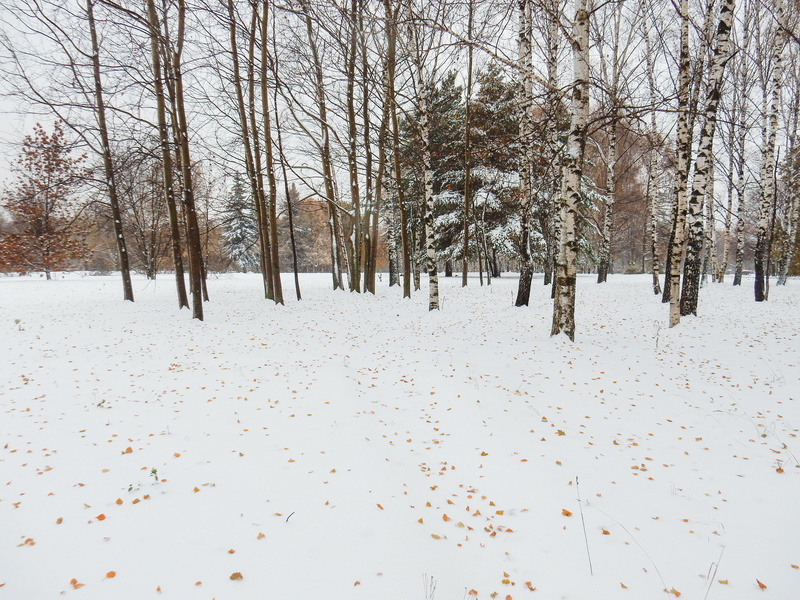 day, russia, scenics - nature, plant, needles, park, cold, tranquil scene, sky, no people, efi, nature, weather, living nature, cold temperature, frost
