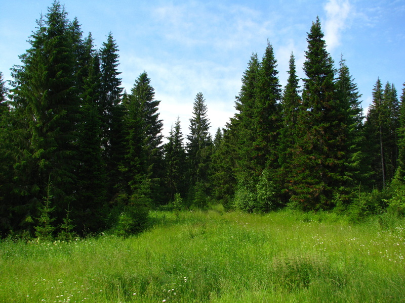 field, sun, trees, tranquil scene, the sky is blue, beautiful, efi, scenics - nature, non-urban scene, pine tree, land, outdoors, tree, nature, landscape