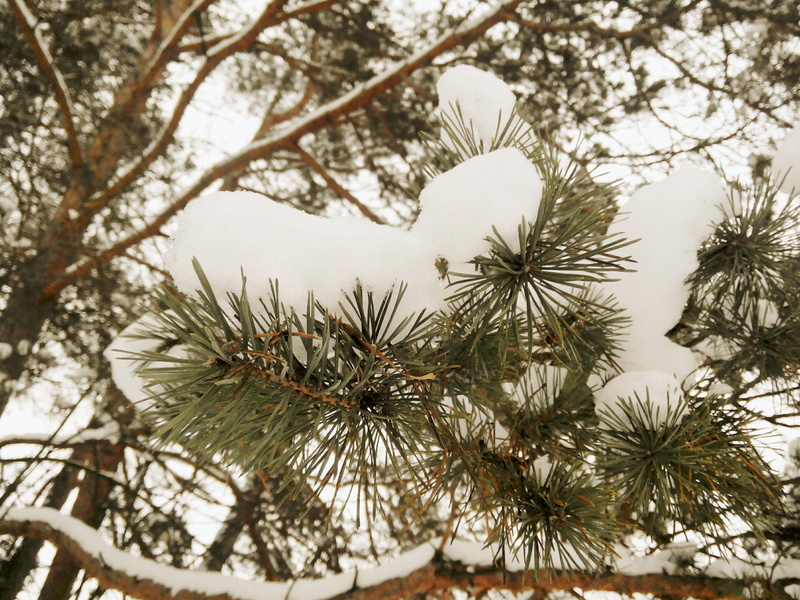 frost, winter dream, nature, snowflakes, growth, cold temperature, trees, white, night, snow, plant, needle - plant part, day, selective focus, outdoors