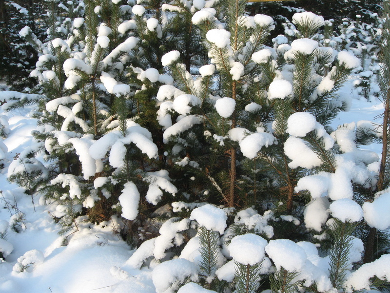 no people, fir tree, winter, nature, snow, tranquility, day, covering, blizzard, efi, high angle view, trees, cold temperature, plant, field, coniferous tree