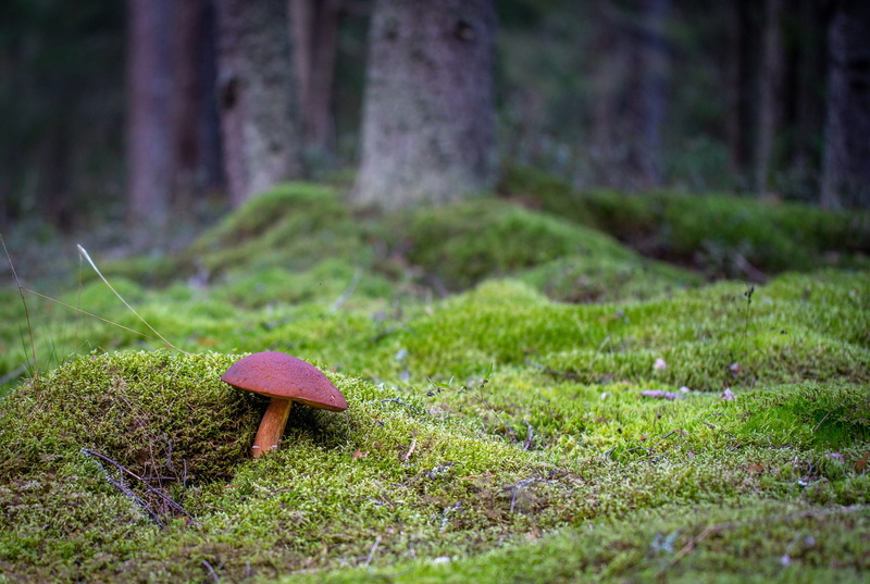 5K, fungus, trunk, day, moss, selective focus, green color, poisonous, toadstool, outdoors, growth, woodland, tree, autumn, tree trunk, land, mushroom