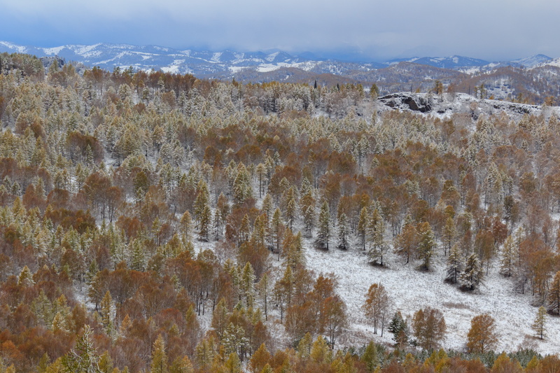 non-urban scene, spruce, landscape, kuyagan, snow, travel destinations, land, altai, cold temperature, forest, tranquility, high angle view, outdoors, tree