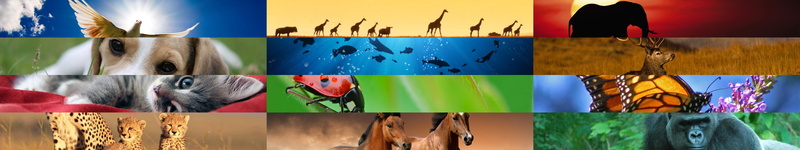 multiple image, indoors, studio shot, representation, group of animals, composite image, panoramic, 5K, choice, in a row, animal, animal wildlife, large group of objects