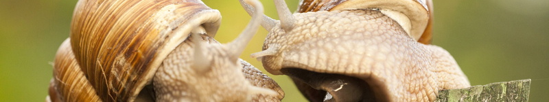 close-up, 5760x1080 px, outdoors, animal wildlife, no people, animal, selective focus, plant, beauty in nature, panoramic, mammal, animals in the wild