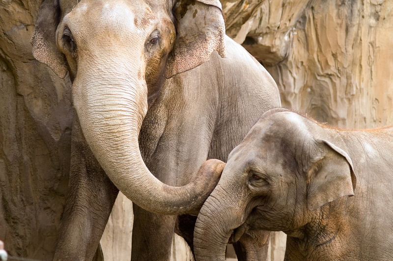 love, the proximity, devotion, Elephants, cub, joy, mother, 2K, care, reliability, communication, security