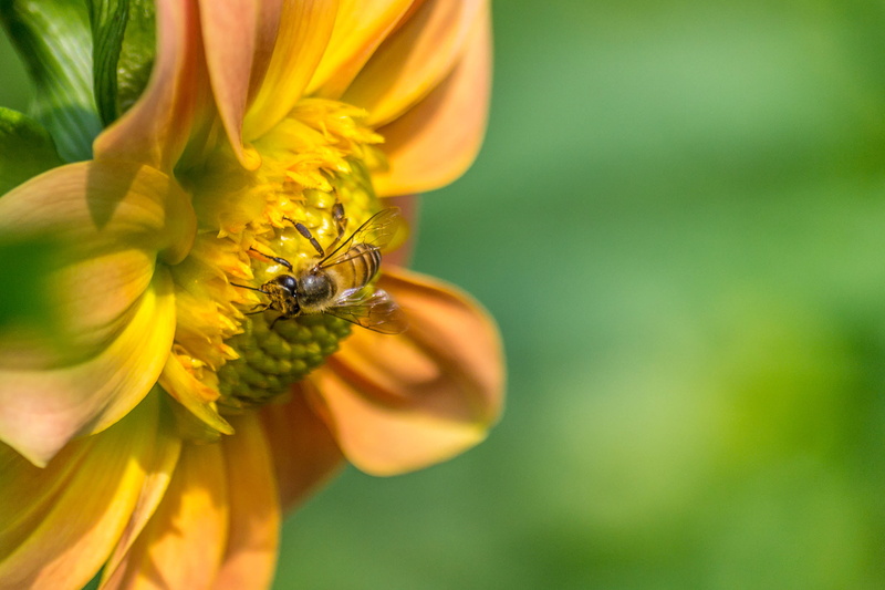 Nikon  d3100, focus, New Delhi, perching, work, Dhalia, flower, Garden, 2K, selective, DOF, Lodi, Bokeh, bee, Honey Bee, selective focus, Kumaravel