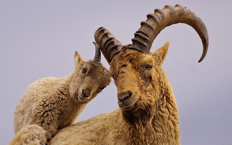 Western Caucasian Tur, Caucasian mountain goat, Caucasian Tur, Alpine rock goat, horns, goat, 1080P