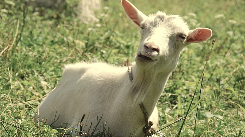 domestic animals, goat, lying, animal, pets, white, 1080P, field, nature, livestock, herbivorous, domestic, animal themes, animal wildlife, outdoors, no people