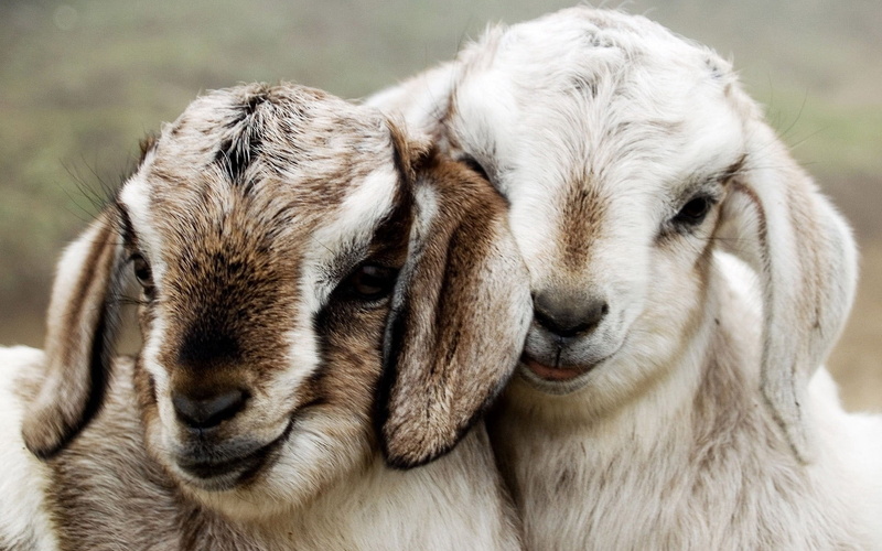 wool, mammal, agriculture, beautiful, relaxation, goat, outdoors, small, no people, cute, goats, farm, looking, dog, white, fur, grass, vertebrate, lambs