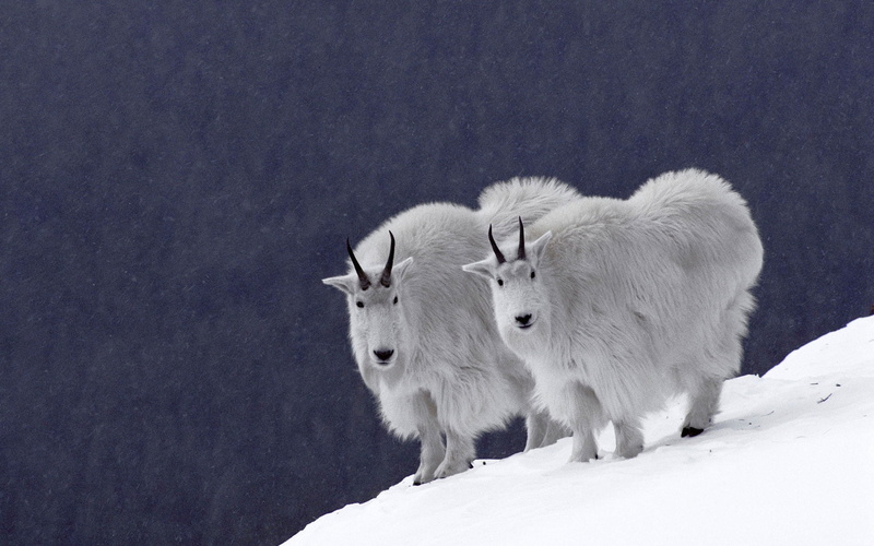 two animals, pets, group of animals, animal, nature, animals, goats, domestic, cold temperature, field, animal themes, vertebrate, snowing, domestic animals