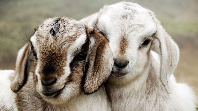 domestic animals, livestock, animal themes, white, nubian, cute, baby, herbivorous, vertebrate, outdoors, domestic, portrait, 1080P, hd, animal head