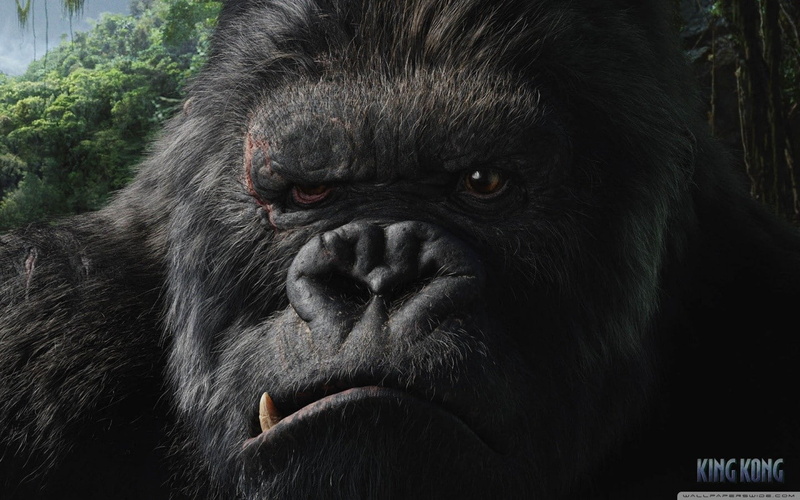 animals in the wild, animal body part, movies, animal themes, ape, animal, 720P, day, nature, monkey, King Kong, animal wildlife, mammal, primate, black color