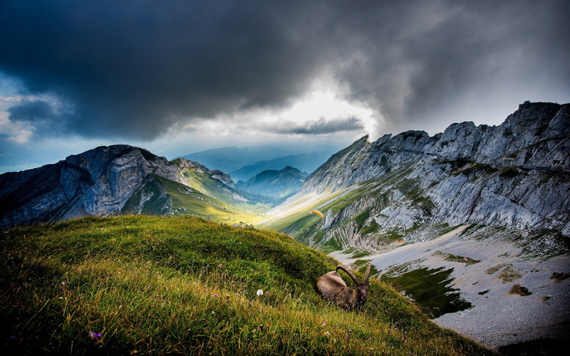 goats, 1080P, landscape, nature, mountains, animals