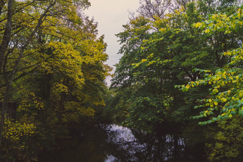 foliage, sky, outdoors, land, lush foliage, nature, water, autumn, growth, tranquil scene, 5K, forest, trees, day, scenics - nature, plant, tranquility