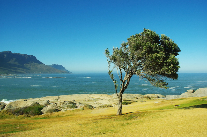 no people, wind, water, blue, land, outdoors, shore, the cap, beauty in nature, south africa, tranquil scene, tormented, clear sky, growth, sky, nature