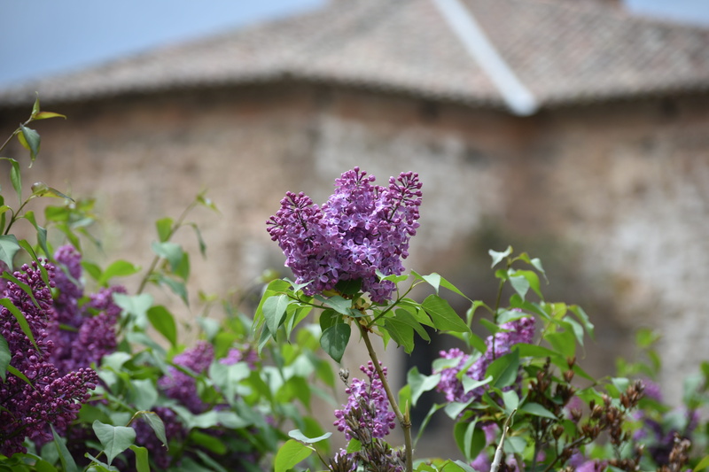 nature, pink color, purple, no people, la rioja, 5K, springtime, flowering plant, plant, growth, day, close-up, rioja, arnedillos, lilo, spain, leaf, architecture