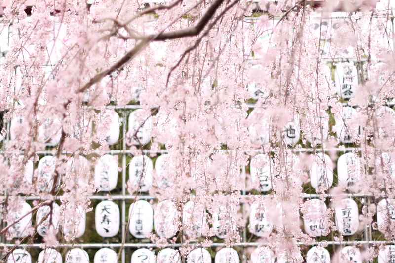 full frame, asia, backgrounds, tokyo, day, textured, plant, built structure, pink, trees, pattern, pink color, branch, no people, flowering plant