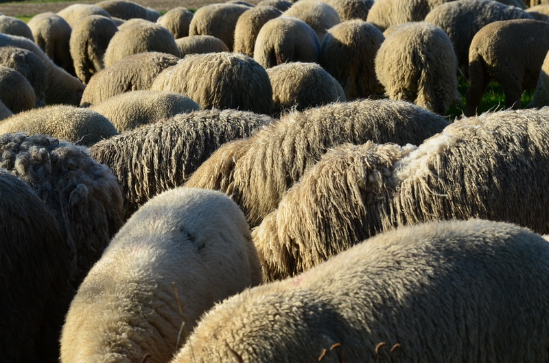 large group of animals, animal, agriculture, 1080P, no people, nature, domestic, landscape, pasture, full frame, herd, without head, backgrounds, domestic sheep