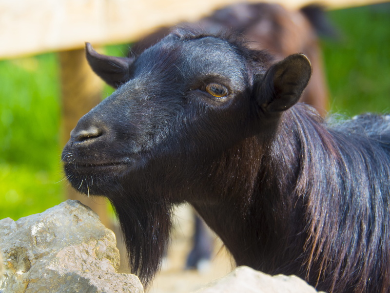 one animal, no people, 4K, kid, animal, black, field, nature, Black, animals And Pets, male, pets, livestock, domestic, animal head, Horns, day, black color