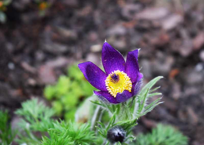 freshness, no people, Nature, vulnerability, flowers, iris, close-up, Skalnik, petal, Spring, outdoors, pollination, high angle view, day, Flower, without