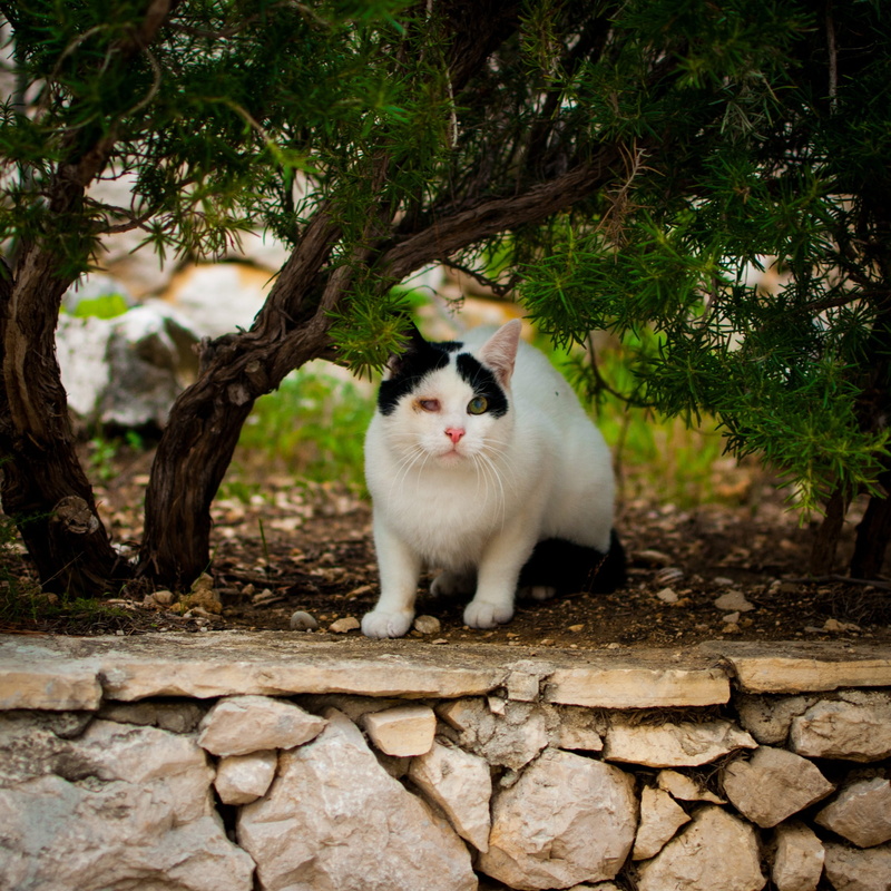 1080P, look, without, white color, tomcat, whisker, a young kitten, feline, black and white, one-eyed, looking at camera, animal themes, mammal, futrzak