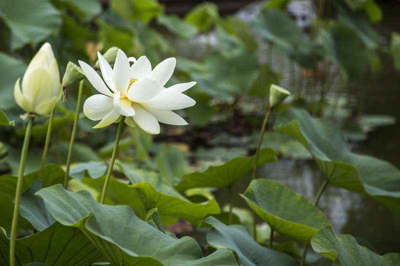 leaves, flowering plant, green, fragility, beautiful, outdoors, close-up, inflorescence, day, purity, white, flower Head, summer, growth, green color, flowers
