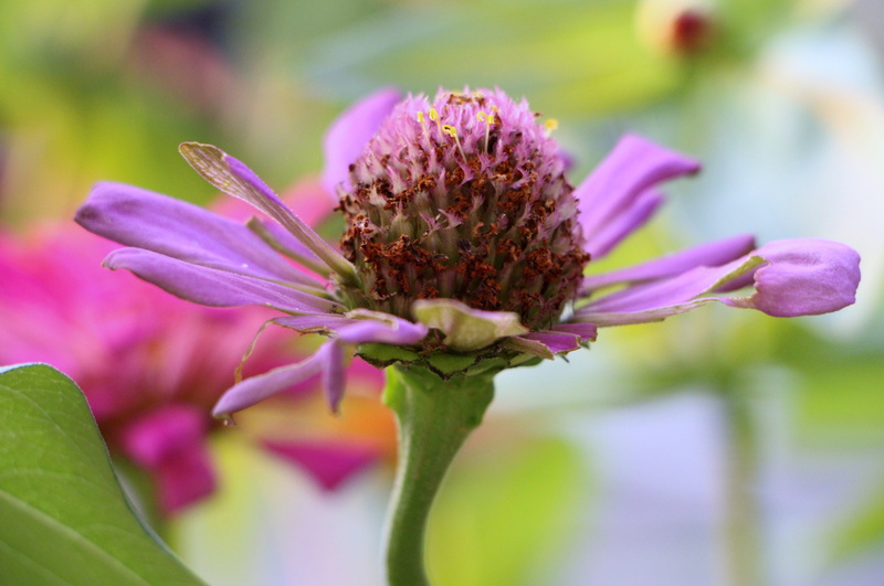 growth, inflorescence, flower, 5K, sepal, outdoors, vulnerability, pollen, without petals, no people, plant, petal, freshness, close-up, nature, focus on foreground